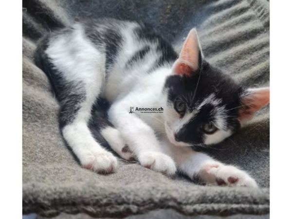 Cherche Chaton