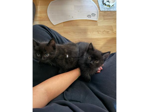 Chatons Highlang Straight à vendre