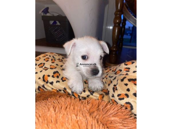 Magnifiques chiots Westie