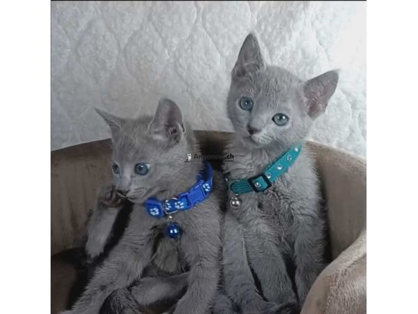 Chaton Bleu Russe à l'adoption