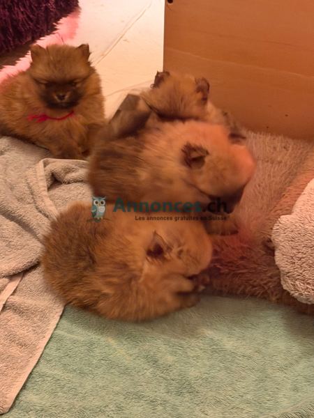 Spitz Pom Suisses