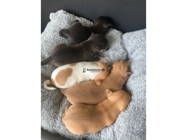 Chihuahua