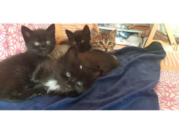 4 Chatons Savannah F5 Bio