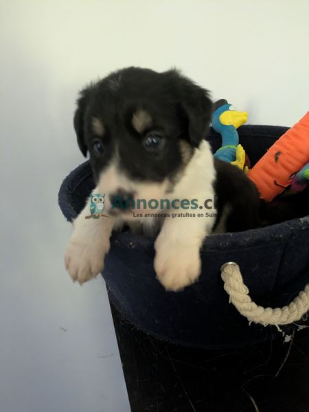 Vends chiot border collie lof femelle trois couleurs 
