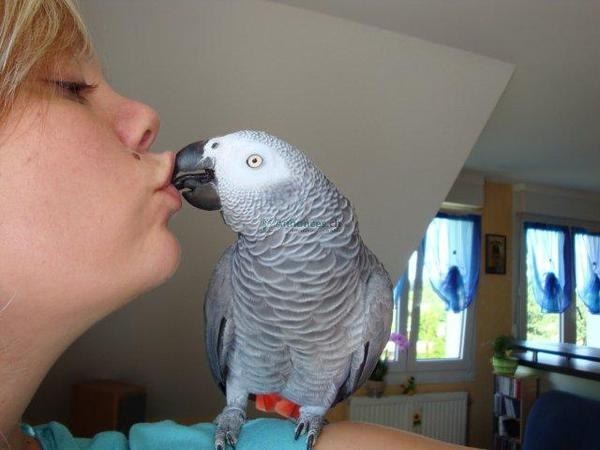 Couple de Perroquet gris du Gabon