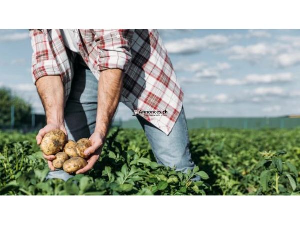 Ouvrier Agricole a dispo (ou Aide Cuisine)