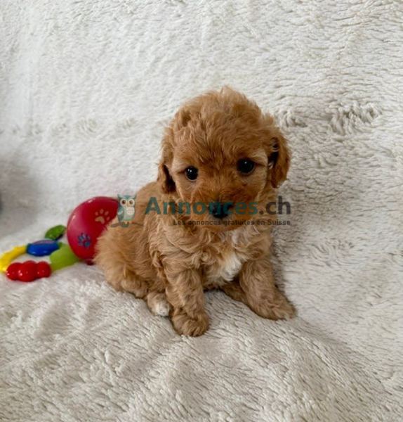 Maltipoo puppy for sale
