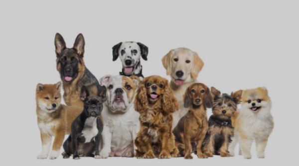 Dogsitter