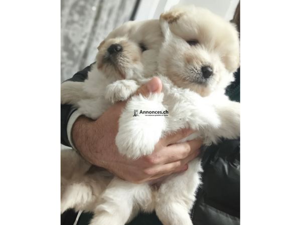 Chiots Chow-Chow disponibles.