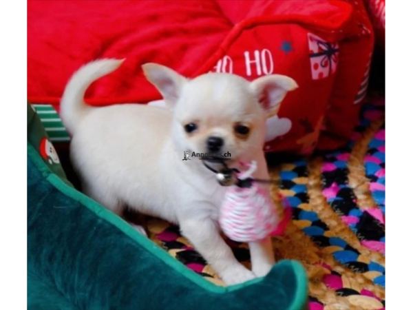 Chiot Chihuahua
